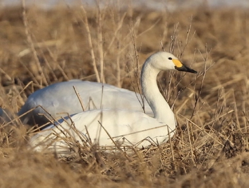 Tundra Swan